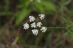 Hedge parsley